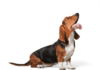 Bagle Hound: Beagle & Basset Hound Mix Dog Breed